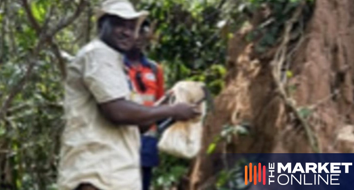 Metalsgrove Mining identifies potential drill target at Fifty-Five prospect